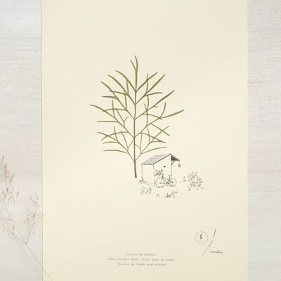 Cosmos Poetic Herbarium • 23flowers x Narrature • A4 poster