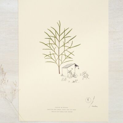 Cosmos Poetisches Herbarium • 23Blumen x Narrature • A4-Poster