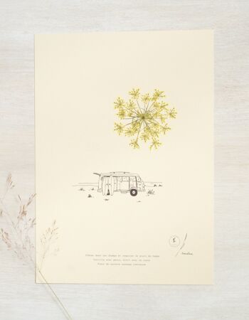 Herbier poétique Carotte • 23fleurs x Narrature • Affiche A4 2