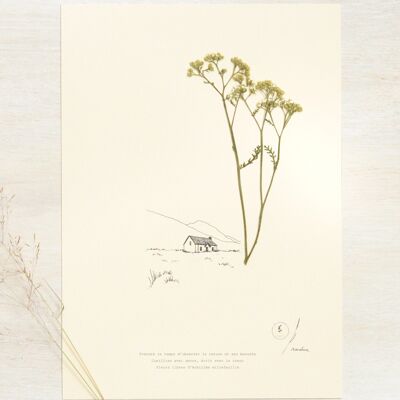 Poetisches Herbarium Schafgarbe • 23 Blumen x Narrature • A4-Poster