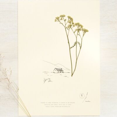 Poetic Herbarium Yarrow • 23flowers x Narrature • A4 poster