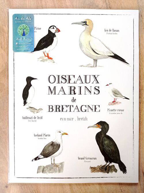 Affiche Oiseaux Marins de Bretagne