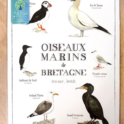 Affiche Oiseaux Marins de Bretagne