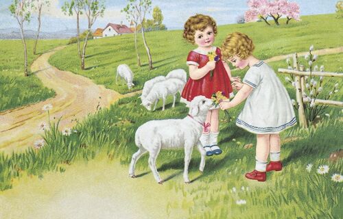 Carte postale les moutons