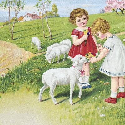 Carte postale les moutons