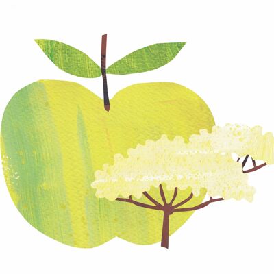 Pomme & Fleur de Sureau (24x250ml)