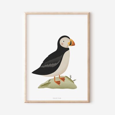 Poster Puffin / Puffin - Iceland