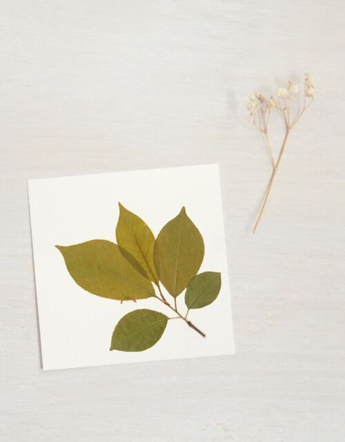 Herbier merisier (rameau) • format 10cm x 10cm • à encadrer