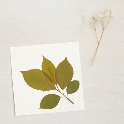 Herbario de cerezo silvestre (ramita) • tamaño 10 cm x 10 cm • para enmarcar
