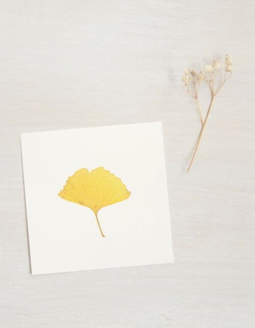 Herbier Ginkgo - automne (feuille) • format 10cm x 10cm • à encadrer