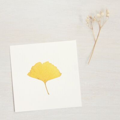 Ginkgo Herbarium - autumn (leaf) • size 10cm x 10cm • to frame