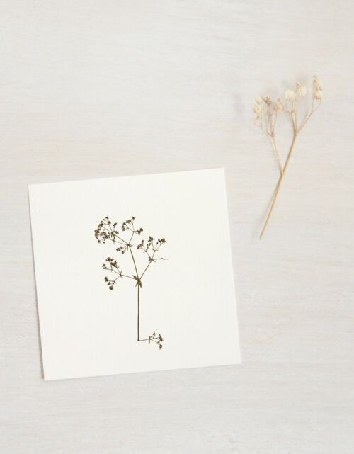 Herbier Gaillet (fleur) • format 10cm x 10cm • à encadrer