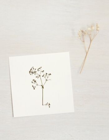 Herbier Gaillet (fleur) • format 10cm x 10cm • à encadrer 1