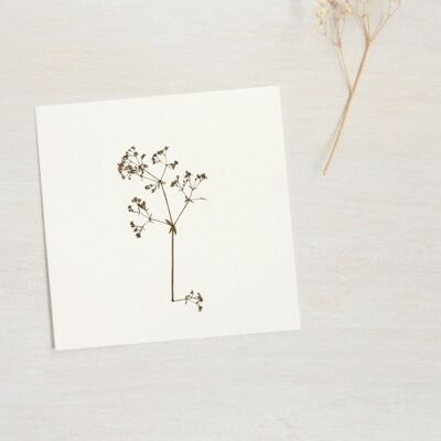 Herbarium Gaillet (fiore) • dimensioni 10cm x 10cm • da incorniciare
