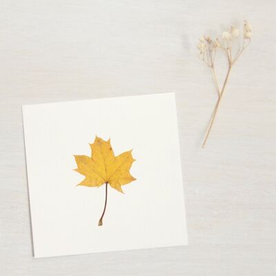 Herbarium Maple plane (leaf) • size 10cm x 10cm • to frame