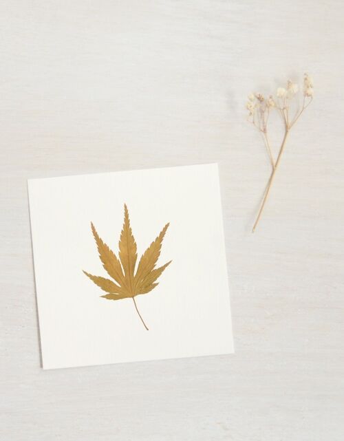 Herbier Erable du Japon (feuille) • format 10cm x 10cm • à encadrer