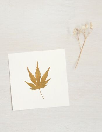 Herbier Erable du Japon (feuille) • format 10cm x 10cm • à encadrer 1