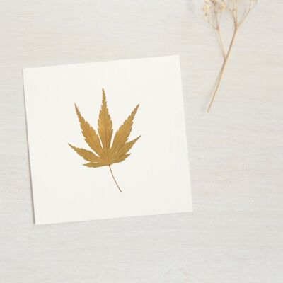 Japanese Maple Herbarium (leaf) • size 10cm x 10cm • to frame