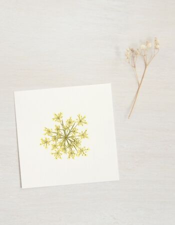 Herbier Carotte (fleur) • format 10cm x 10cm • à encadrer 2