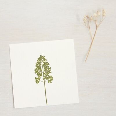 Carrot Herbarium (sheet) • size 10cm x 10cm • to frame
