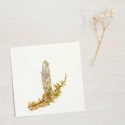 Birken-Herbarium (Rinde) • Größe 10 cm x 10 cm • zum Rahmen