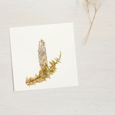 Birch Herbarium (bark) • size 10cm x 10cm • to frame