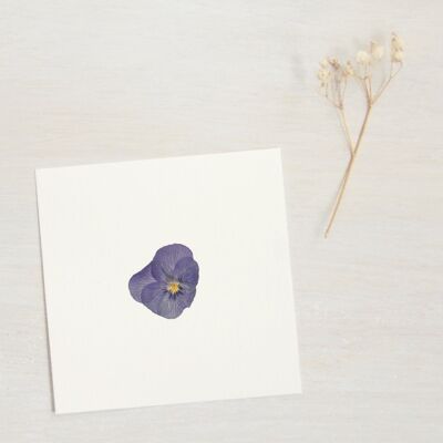 Pansy Herbarium (fiore) • dimensioni 10cm x 10cm • da incorniciare