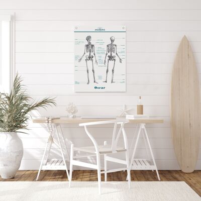 Affiche Poster - Impression d'art sur toile - Anatomie