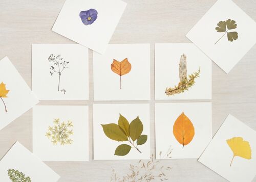 Lot de 10 herbiers • format carte 10cm x 10cm • fleurs et feuillages variés | Tarif dégressif