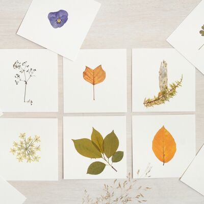 Juego de 10 herbarios • formato de tarjeta 10cm x 10cm • varias flores y follajes | Descuento