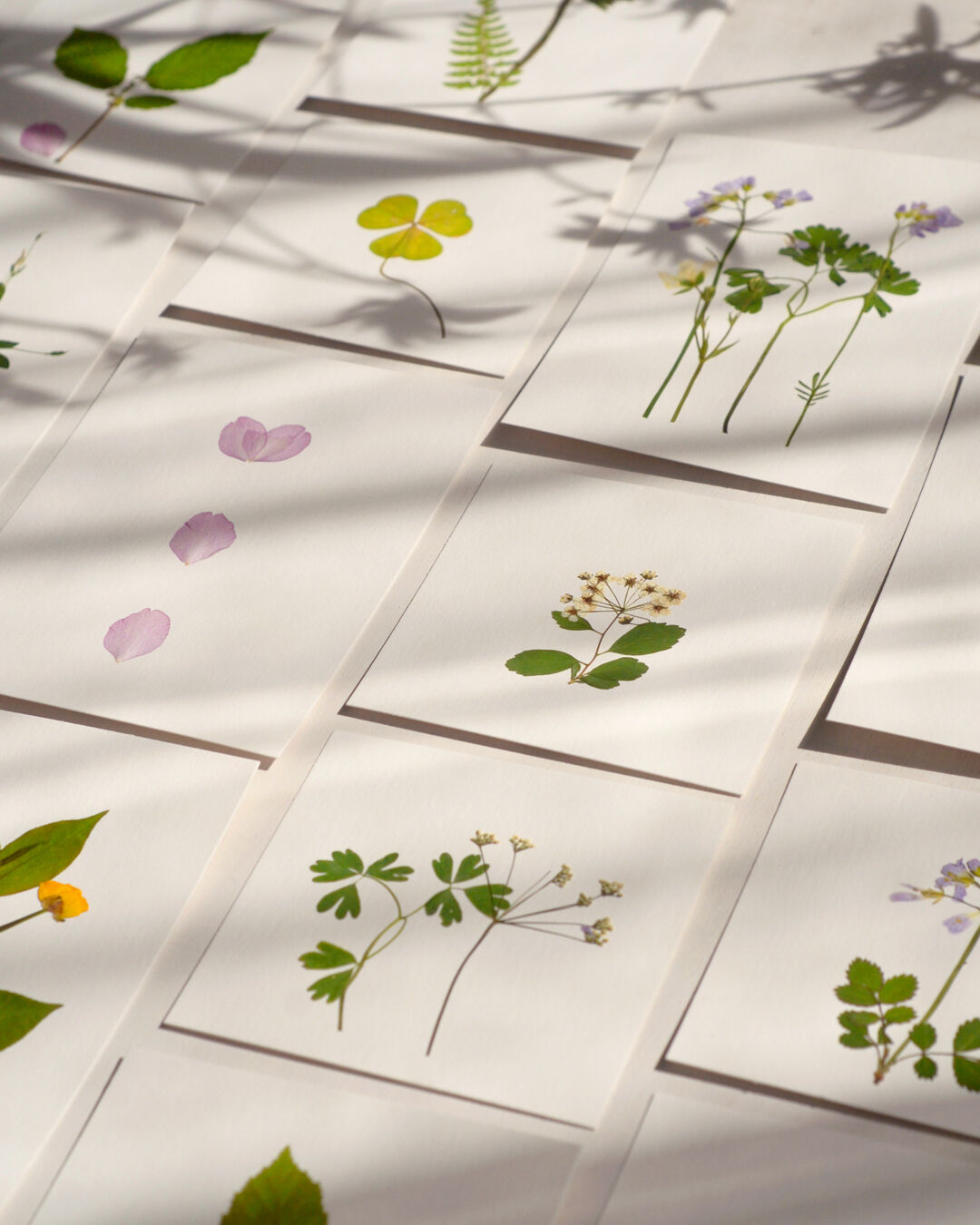 Set of 10 herbariums • card format 10cm x 10cm • various flowers and foliage | Discount