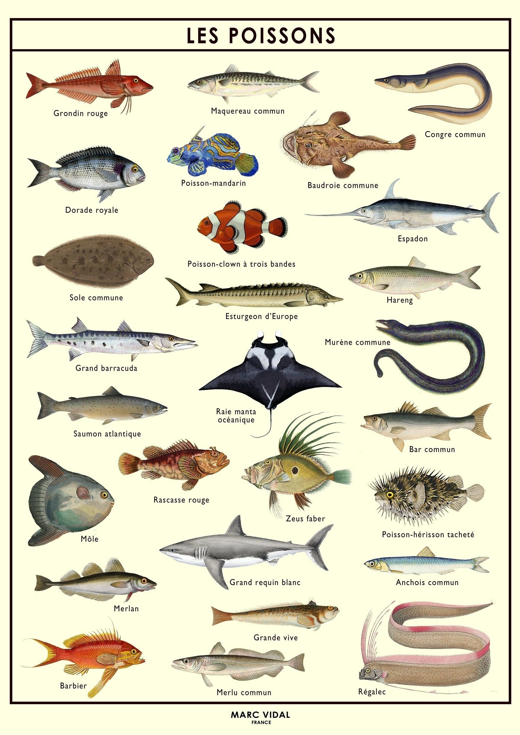 Poster - Poissons