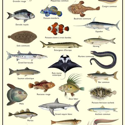 Plakat - Fische