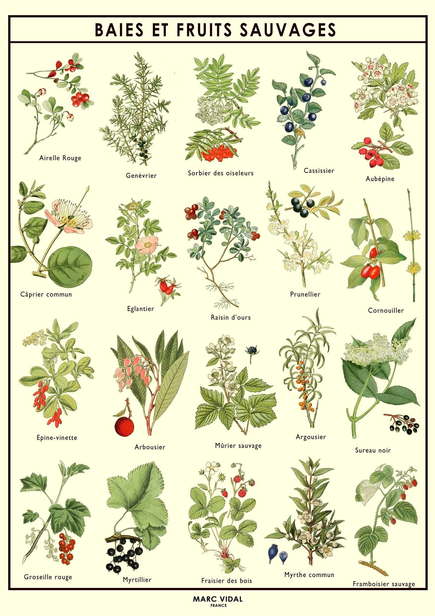 Poster - Baies et Fruits Sauvages