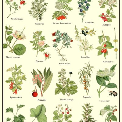 Poster - Wild Berries and Fruits