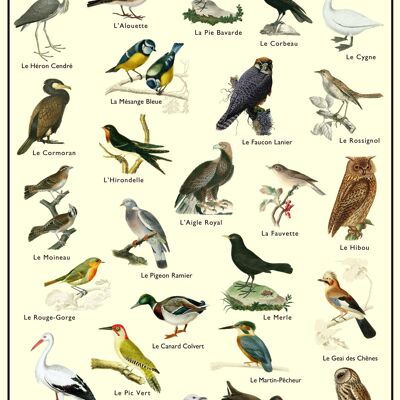 Plakat - Vögel