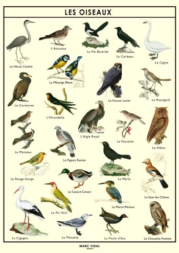 Poster - Oiseaux
