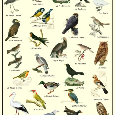 Poster - Birds