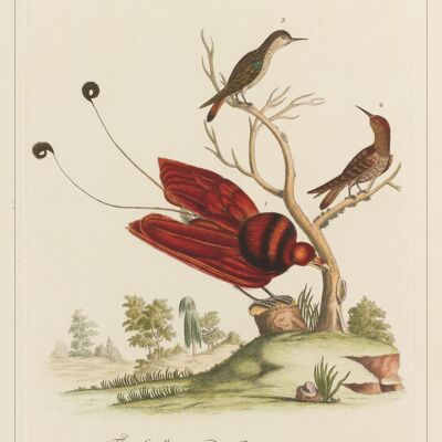 Affiche Poster - Cabinet de curiosités - Oiseaux - Impression d'art sur toile