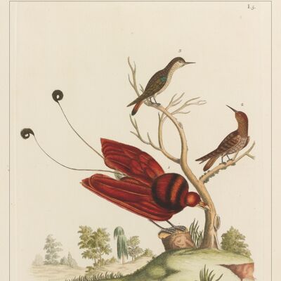 Affiche Poster - Cabinet de curiosités - Oiseaux - Impression d'art sur toile
