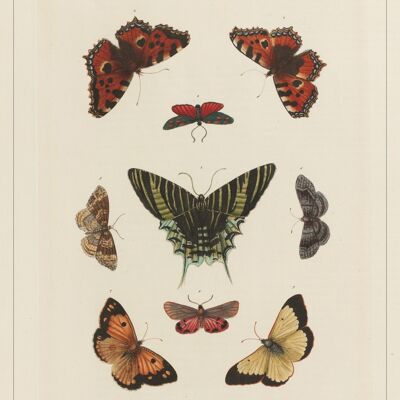 Affiche Poster - Cabinet de curiosités - Papillons 1 - Impression d'art sur toile