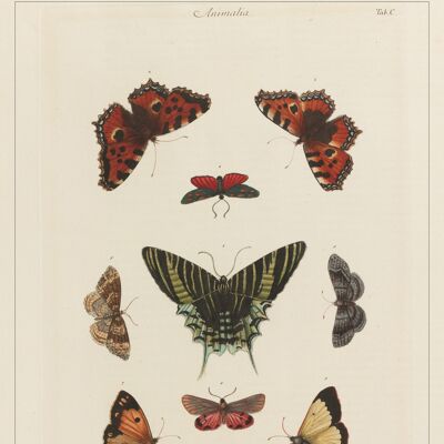Affiche Poster - Cabinet de curiosités - Papillons 1 - Impression d'art sur toile
