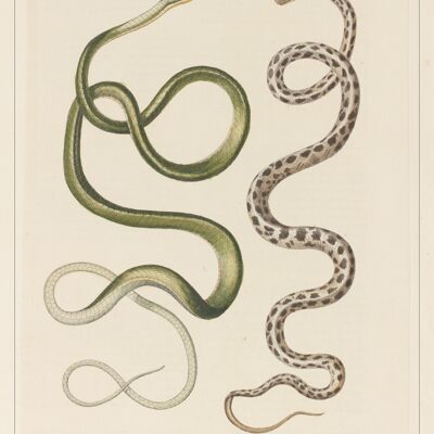 Affiche Poster - Cabinet de curiosités - serpents - Impression d'art sur toile