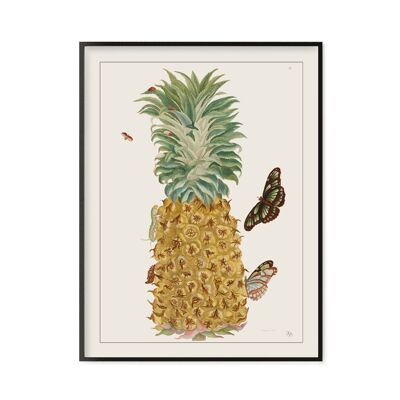 Affiche Poster - Impression d'art sur papier - Ananas, Histoire générale des insectes de Surinam et de toute l'Europe - Maria Sibylla Merian 1771