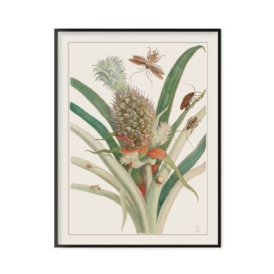 Affiche Poster - Impression d'art sur papier - Ananas 2, Histoire générale des insectes de Surinam et de toute l'Europe - Maria Sibylla Merian 1771