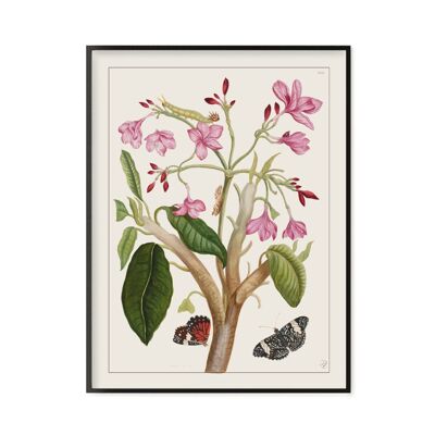 Affiche Poster - Impression d'art sur papier - Jasmin des Indes, Histoire générale des insectes de Surinam et de toute l'Europe - Maria Sibylla Merian 1771