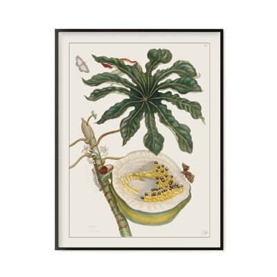 Affiche Poster - Impression d'art sur papier - Papaye, Histoire générale des insectes de Surinam et de toute l'Europe - Maria Sibylla Merian 1771