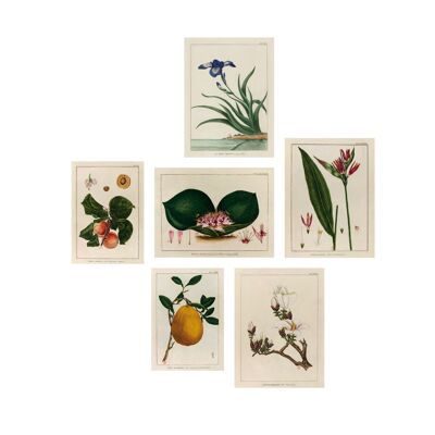 6 Affiches Posters - Coffret Cabinet de curiosités végétales "Le grand jardin extraordinaire" - Impression d'art sur toile