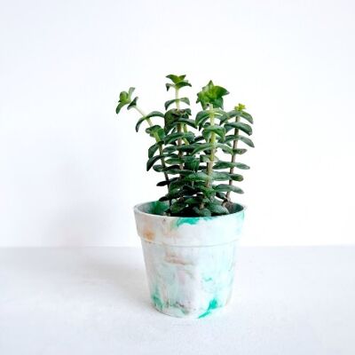 Blumentopf aus recyceltem Kunststoff | Kapuzinerkresse