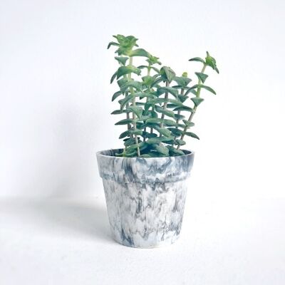 Recycled plastic flowerpot | Orchid